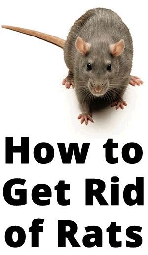 How to Get Rid of Rats - Make Sure Your House is Safe in 2022