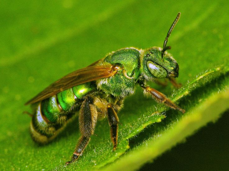 How to Get Rid of Sweat Bees - Be Friendly but Persistent (2022)