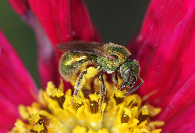 How to Get Rid of Sweat Bees - Be Friendly but Persistent (2022)